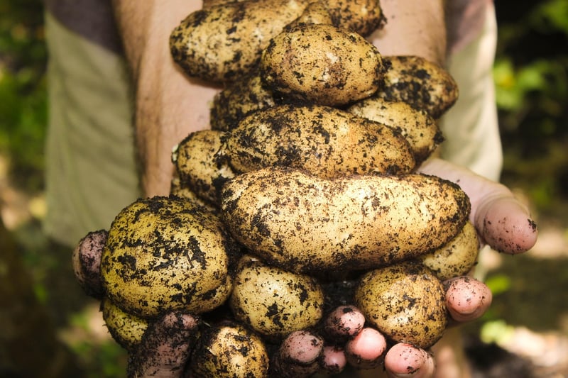 Composting Organic Waste